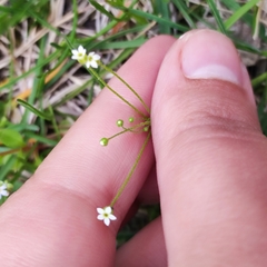 Androsace filiformis