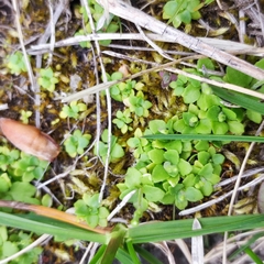 Androsace filiformis