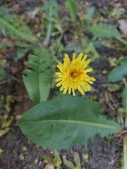 Taraxacum