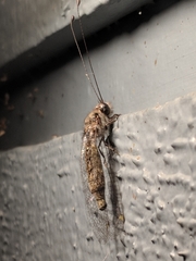 Ululodes quadripunctatus