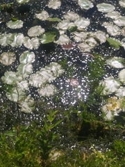 Dulichium arundinaceum