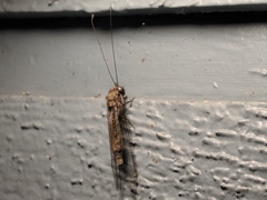 Ululodes quadripunctatus