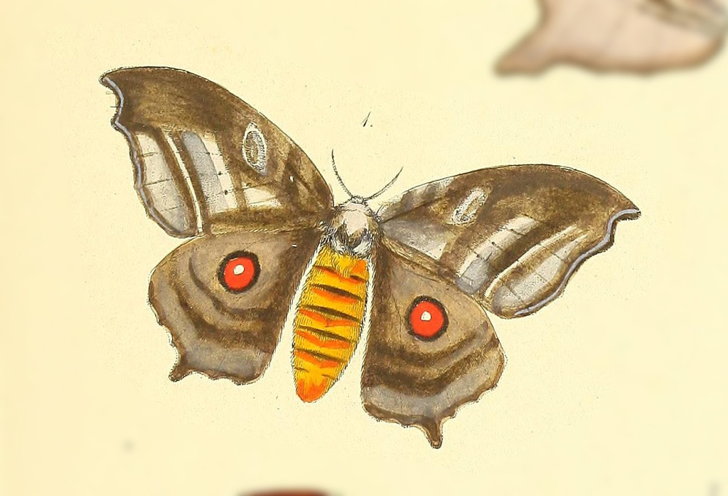 Automerina caudatula