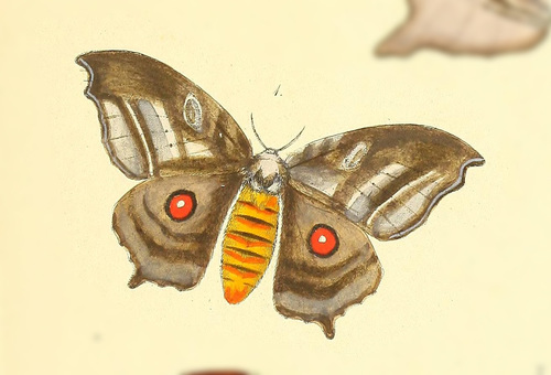 Automerina caudatula