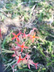 Kalanchoe rotundifolia