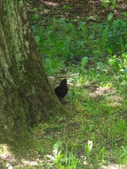 Turdus merula