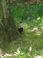 Turdus merula