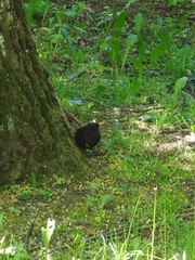 Turdus merula