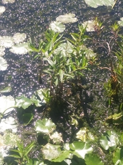 Decodon verticillatus