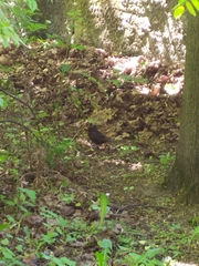 Turdus merula