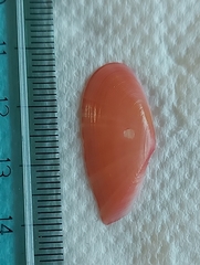 Moerella pulchella