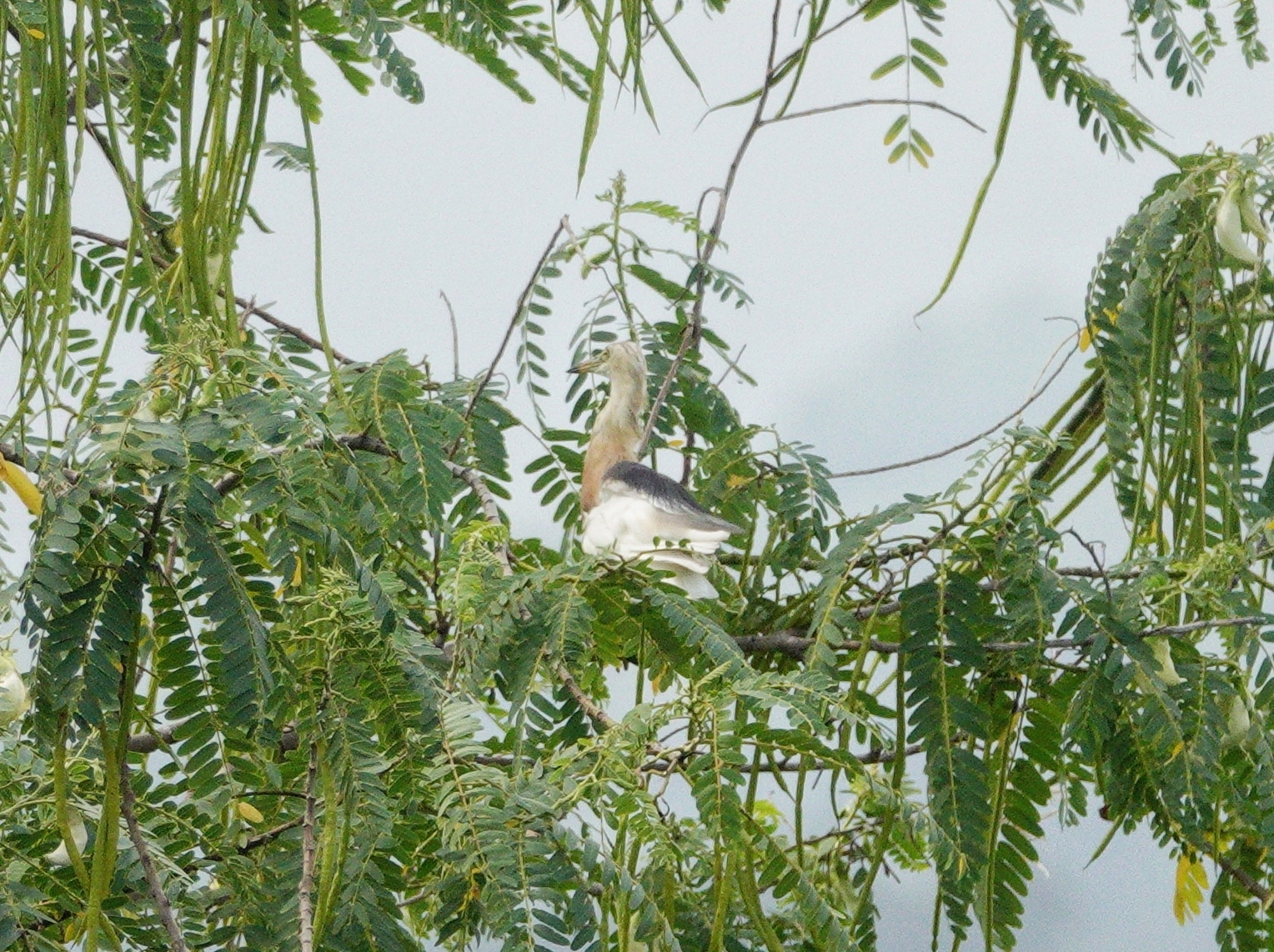 Javan Pond Heron