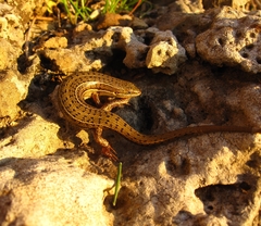 Heremites vittatus