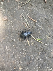 Liparus glabrirostris