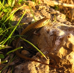 Heremites vittatus