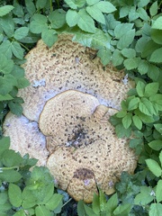Cerioporus squamosus