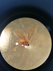Conwentzia pineticola