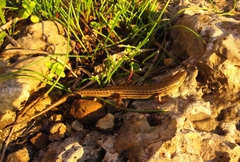 Heremites vittatus