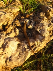 Heremites vittatus