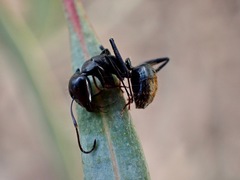 Camponotus aeneopilosus