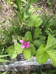 Rubus arcticus acaulis