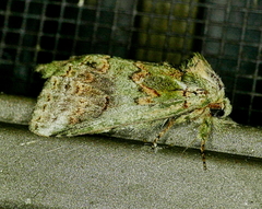 Rifargia subrotata