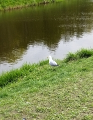 Larus argentatus