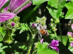 Apis mellifera