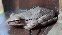Polypedates leucomystax