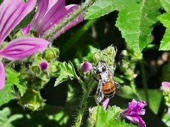 Apis mellifera