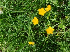 Ranunculus