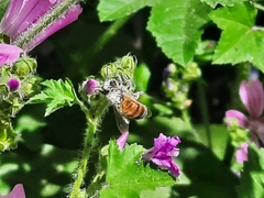 Apis mellifera