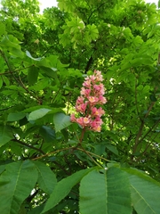 Aesculus