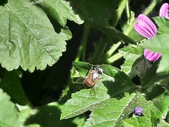 Apis mellifera