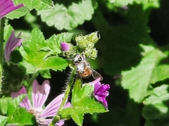 Apis mellifera