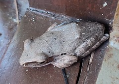 Polypedates leucomystax