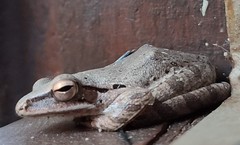 Polypedates leucomystax