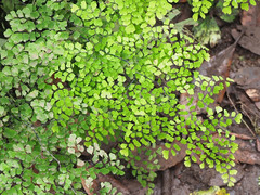 Adiantum raddianum image