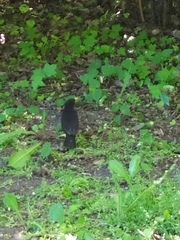 Turdus merula