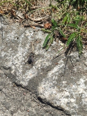 Diptera