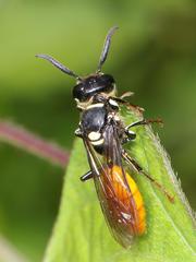 Philanthus loeflingi