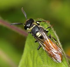 Philanthus loeflingi