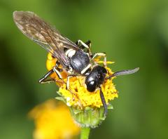 Philanthus loeflingi