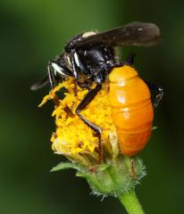 Philanthus loeflingi