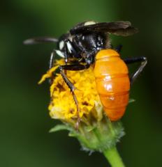 Philanthus loeflingi
