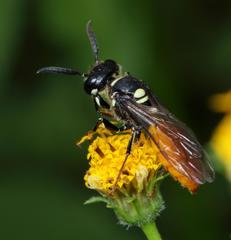 Philanthus loeflingi