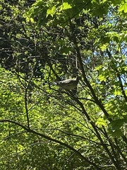 Columba palumbus