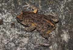 Pseudophryne bibronii