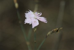 Dianthus mooiensis