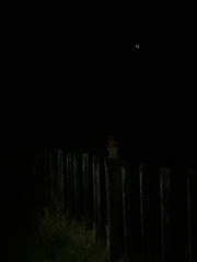 Ninox novaeseelandiae